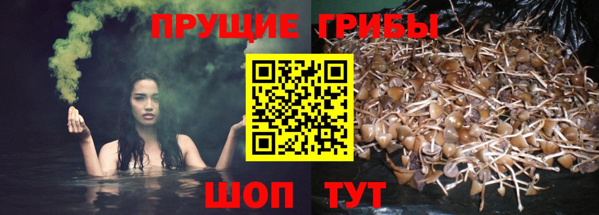 Сердобск  Галлюциногенные грибы MAGIC MUSHROOMS  Вход с VPN  Псилоцибиновые грибы мицелий 